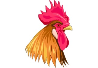Rooster Head